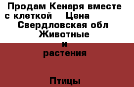 Продам Кенаря вместе с клеткой. › Цена ­ 2 000 - Свердловская обл. Животные и растения » Птицы   . Свердловская обл.